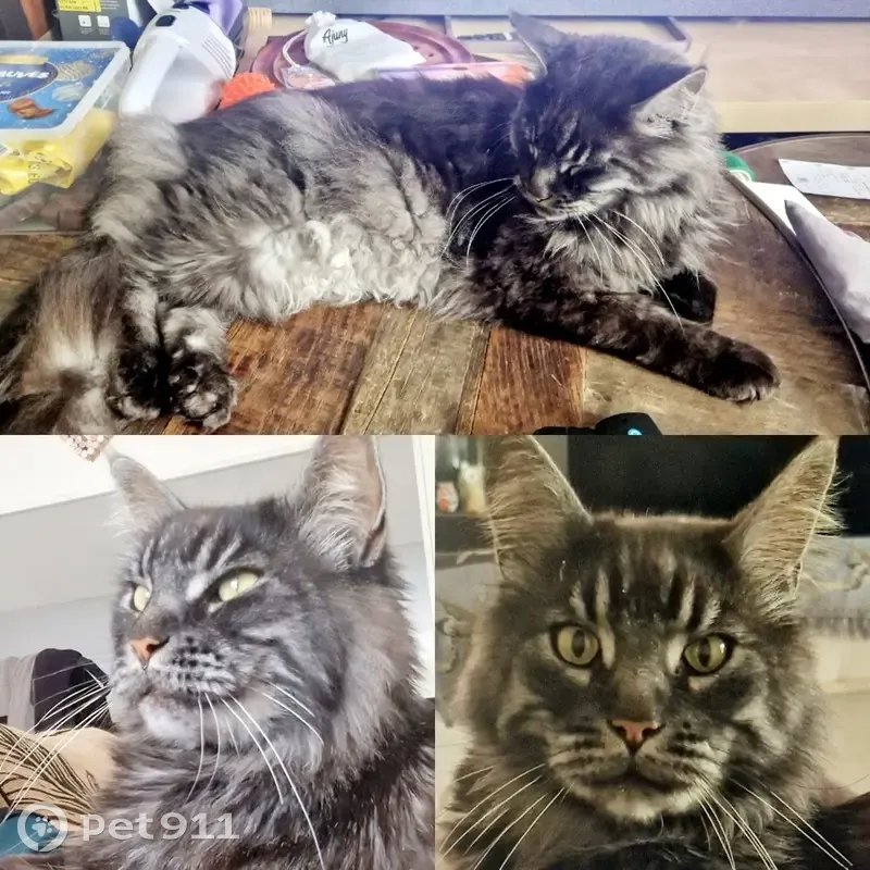 Recherche Maine Coon égaré - photo