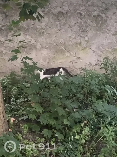 Chat perdu rue d'Aubervilliers - photo