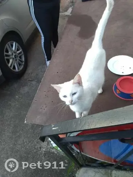 Chat blanc trouvé à Morhange - photo