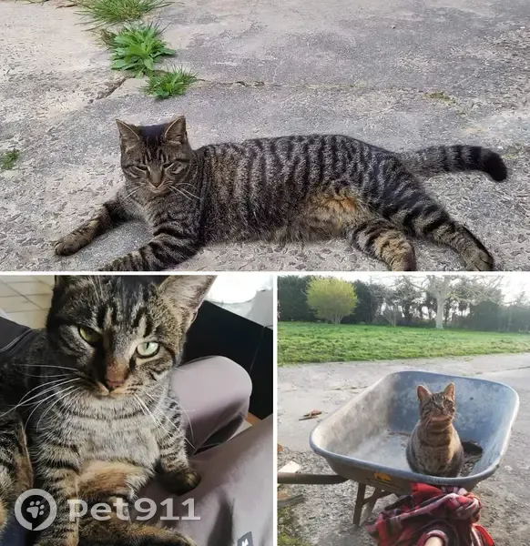 Chat tigré perdu à Banville - photo
