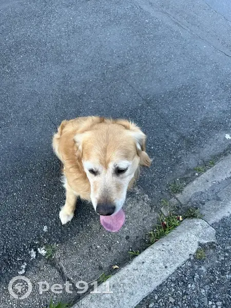 Golden Retriever perdu à Montluçon - photo