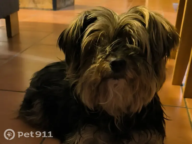 Chien âgé trouvé à Marcillé - photo