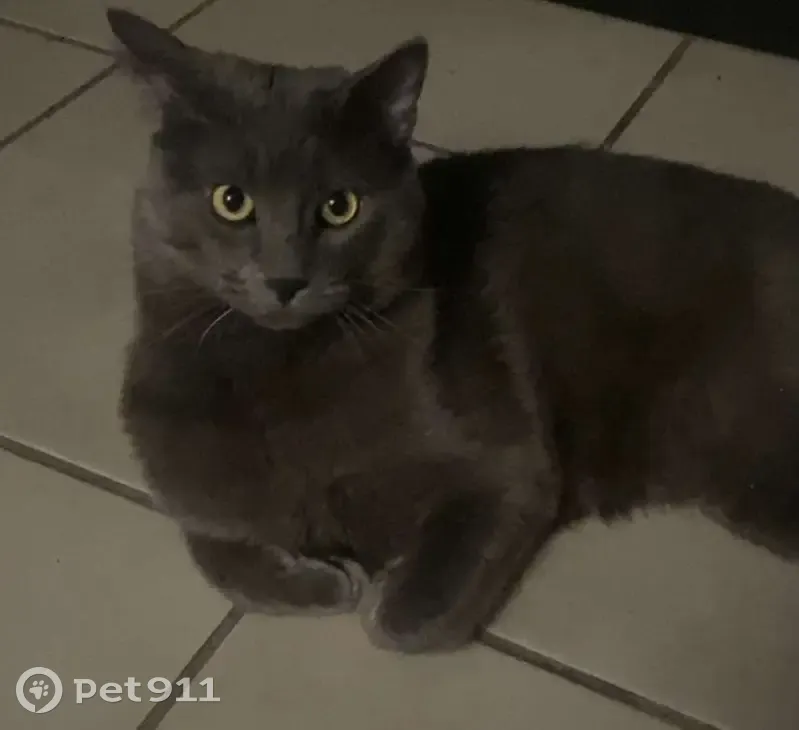 Chat gris perdu à Lyon - photo