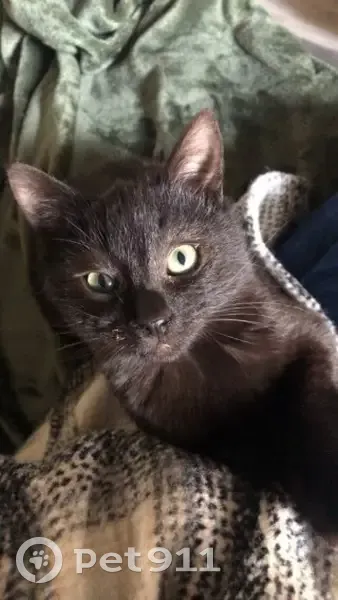 Appel à l'aide: Rasta, chatte disparue - photo