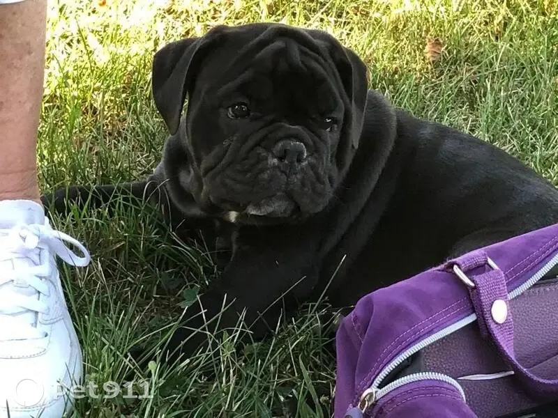 Tonino, Bulldog Perdu à Saint-Cirgue - photo
