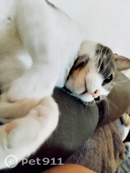 Chat tigré disparu à Mandelieu - photo