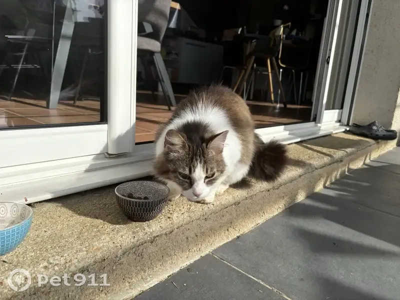 Chat marron/blanc trouvé à Rouziers - photo
