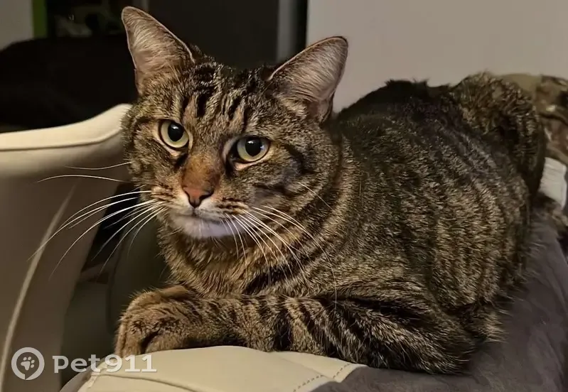 Chat Grisou disparu à Ensisheim - photo