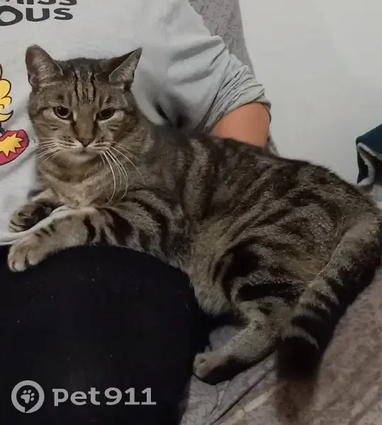 Chat tigré perdu - Les Moulins Est - photo