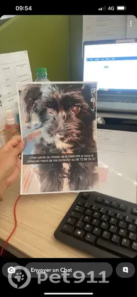 Chienne bichon noire disparue à Roubaix - photo
