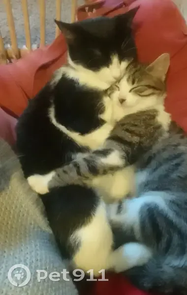 Chatte noire et blanche disparue à Grenoble - photo