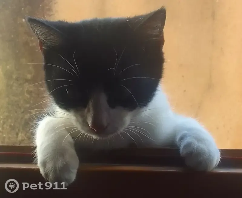 Chatte noire et blanche disparue à Gap - photo