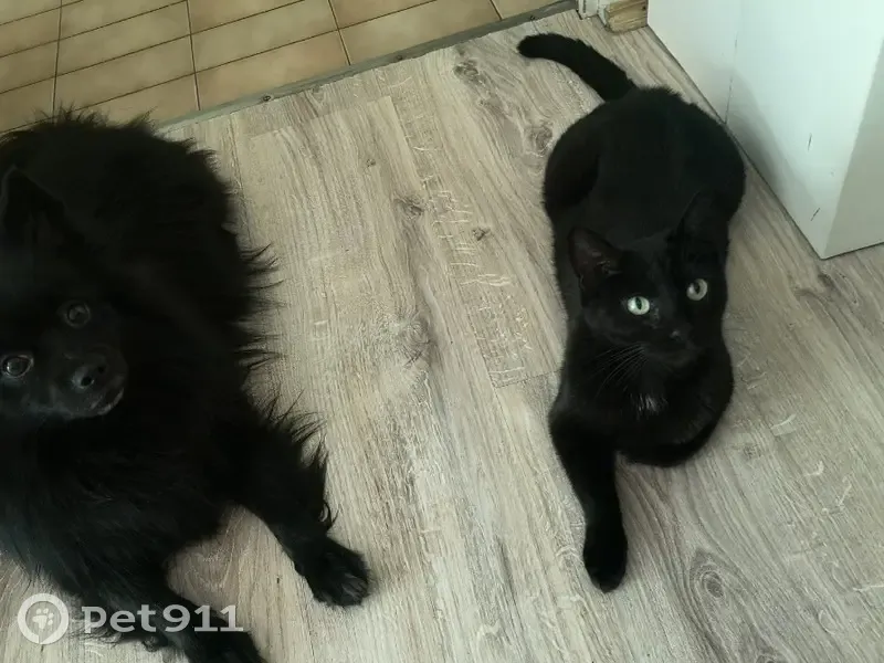 Chatte noire disparue à Courbevoie - photo