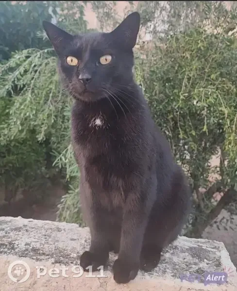 Chat perdu, tâche blanche, Avenue des Ormes - photo