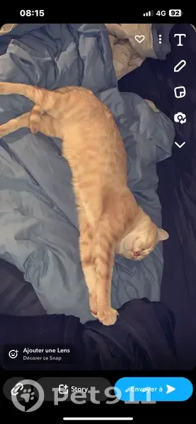 Chat roux ataxique disparu à Avignon - photo