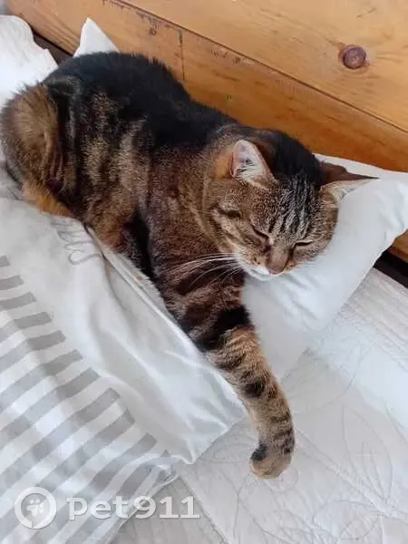 Chatte tigrée perdue à Neuilly-Plaisance - photo