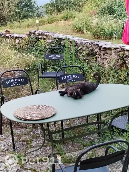 Chatte écaille de tortue disparue à Bouzic - photo