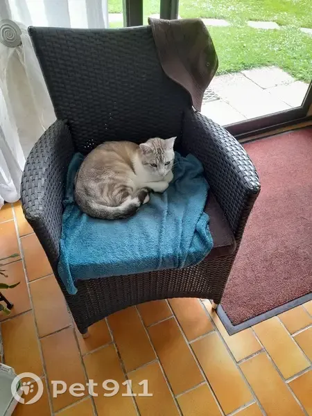 Chat gris et blanc disparu à Caillouël-Crépigny - photo