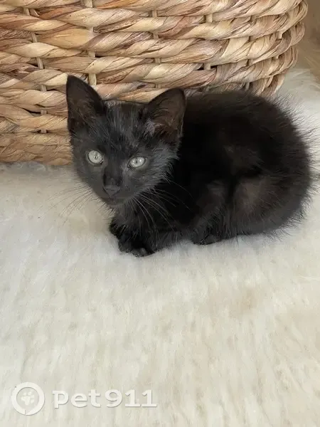 Chaton mâle craintif trouvé, 7 sem, Le Passage - photo