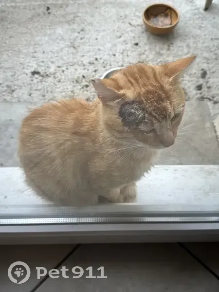 Chat Abandonné Cherche Foyer à Scionzier - photo