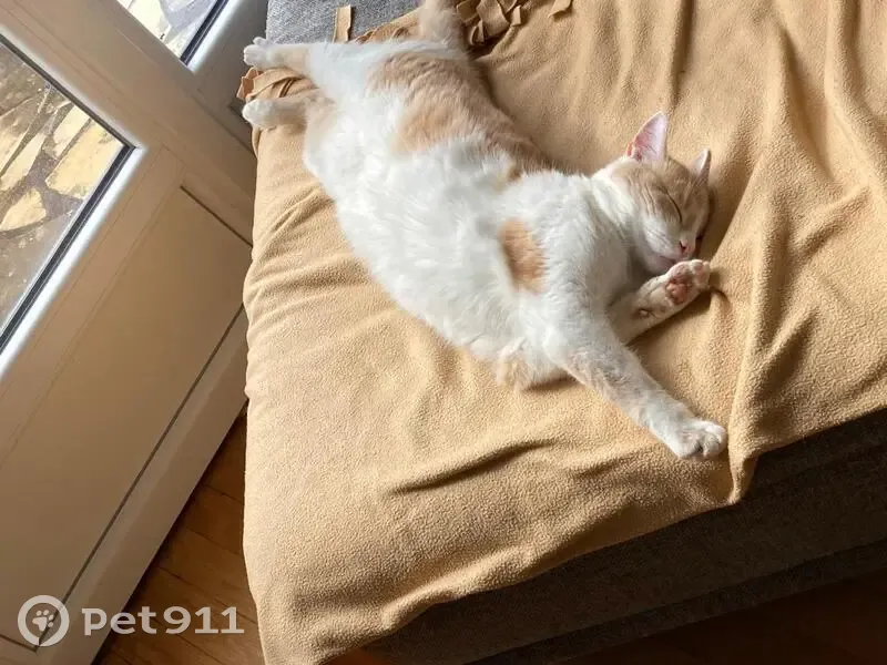 Chat roux et blanc perdu à Metz - photo