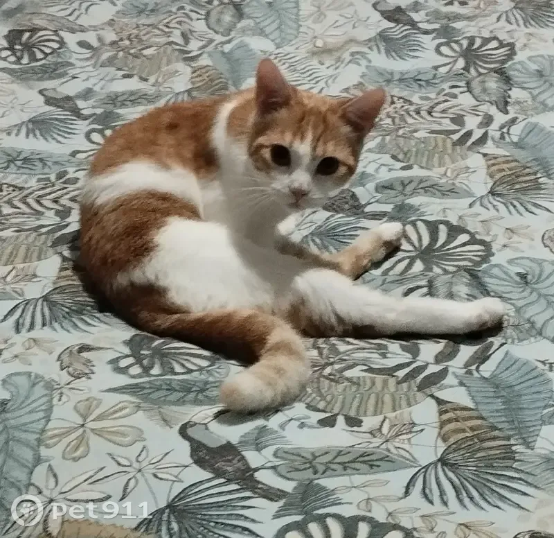 Jeune chatte perdue à Nérac - photo