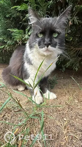Chat craintif Oreo perdu à La Bourdinière - photo