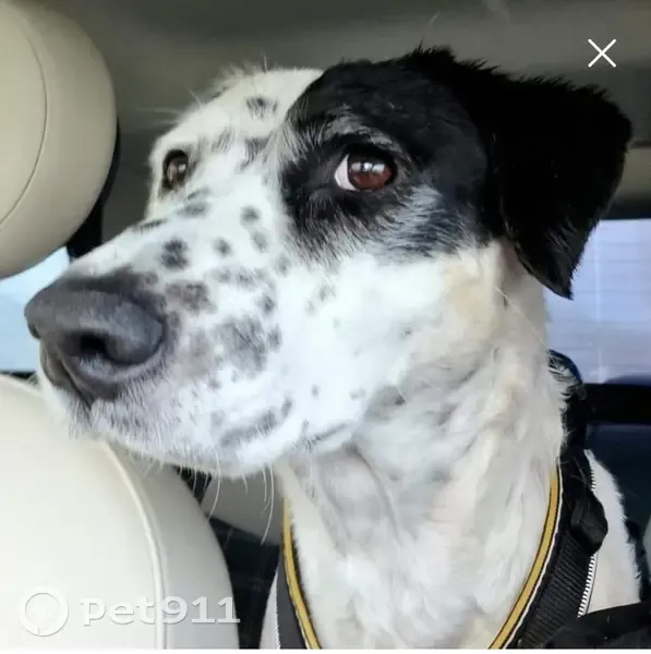 Chien d'assistance perdu près de Lyon St-Exupéry - photo