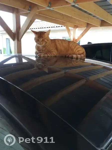 Chat roux tigré perdu A64 Volvestre - photo