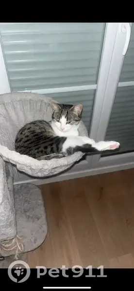 Chatte blanche et grise perdue à Bornel - photo