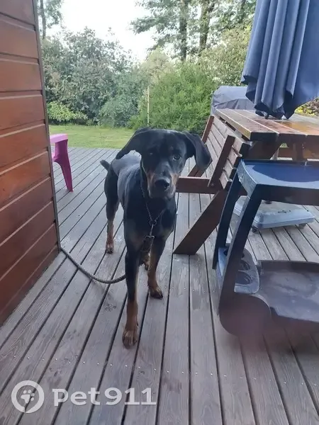 Jeune Beauceron Cherche Refuge Urgent - photo