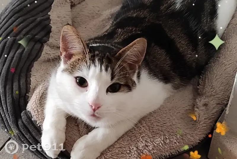 Chat blanc et tigré perdu à Restigné - photo