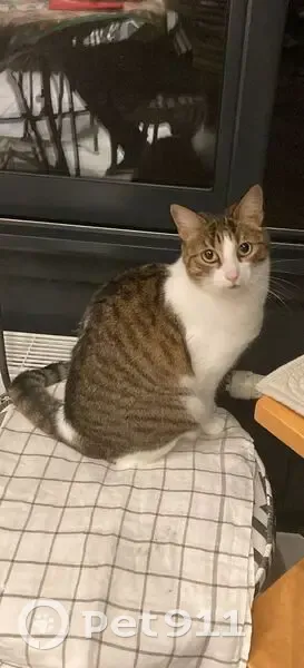 Chat perdu à Jambville: femelle 7 ans - photo