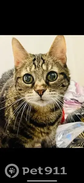 Chat femelle tigrée disparue à Drancy - photo