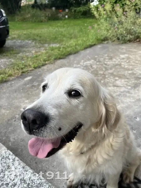 Chien trouvé avec collier marron à Lully - photo
