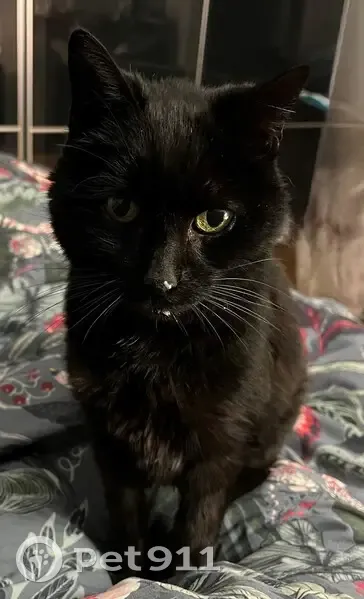 Chatte noire 16 ans disparue à Juvisy-sur-Orge - photo