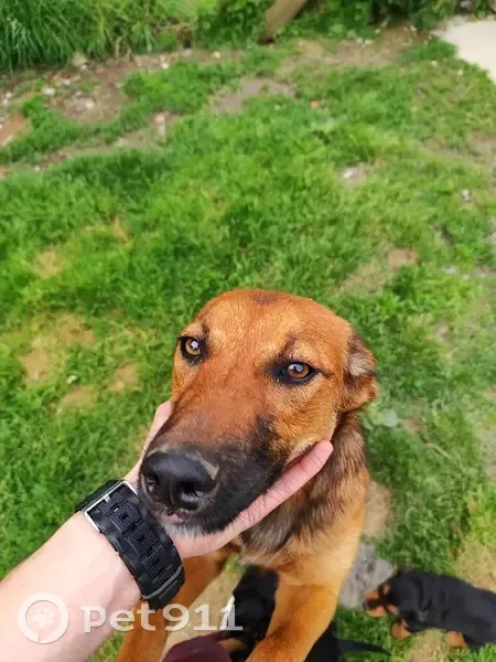 Chienne de 8 mois perdue à Caen - photo