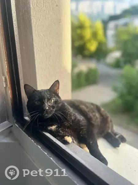 Chat perdu à Meylan : Myrtille 13 ans - photo