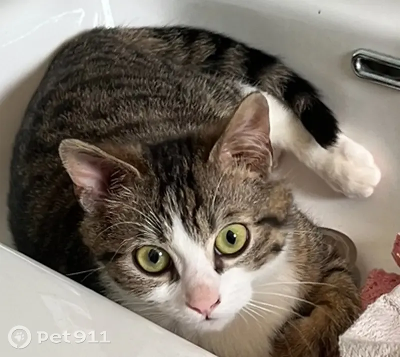 Chat tigré disparu à Condrieu - photo
