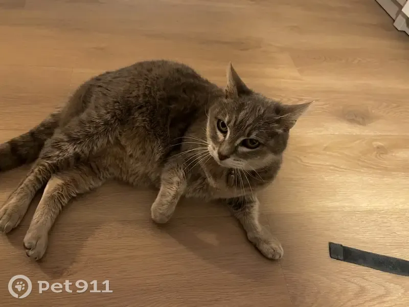 Chatte grise tigrée perdue à La Chapelle-sur-Erdre - photo