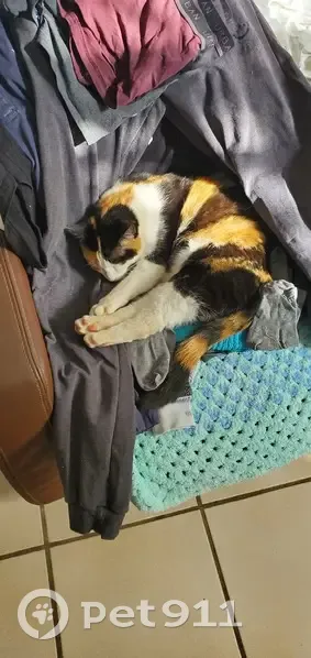 Chat européen calico perdu à Montpellier - photo
