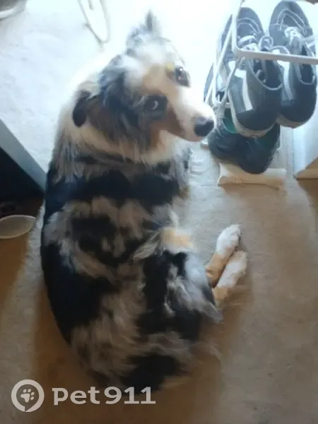 Missing Australian Shepard Zadie - Garden City - photo