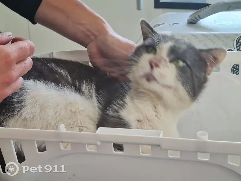 Chat mâle non pucé trouvé à Rocquemont - photo