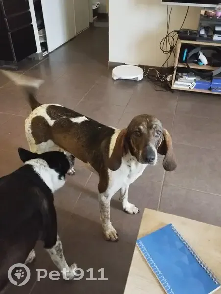 Chien retrouvé à 23h, Route de Salles - photo