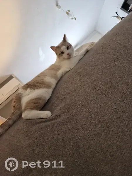 Chat perdu à Le Passage, Nouvelle-Aquitaine - photo