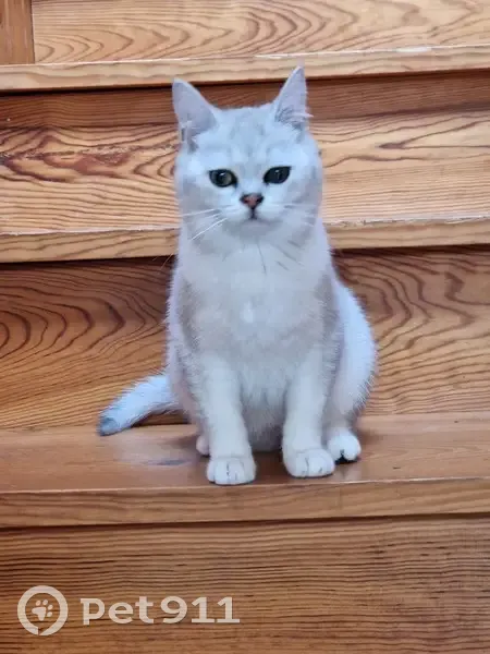 Chat perdu, Allée Bonamour 7, Capbreton - photo