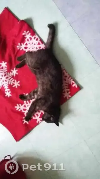 Chatte de 10 ans disparue à Goudelin - photo