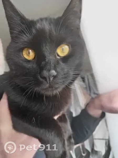 Chat noir perdu avec collier gris à Beauvais - photo