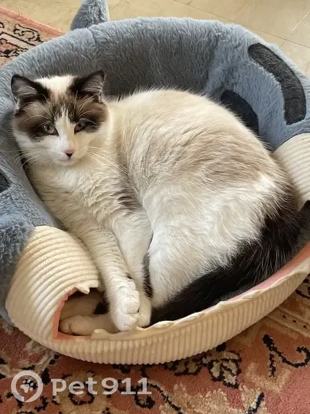 Chatte disparue: BANDIE, 1 an, Soisy-sous-Montmorency - photo