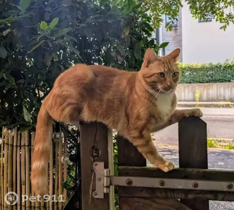 Chat roux perdu à Pacé, 3 juillet - photo